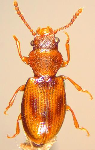 Lissodema lituratum